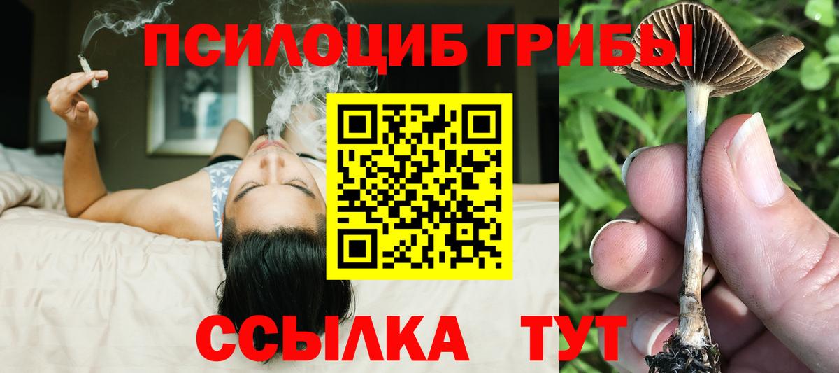 Псилоцибиновые грибы Psilocybine cubensis Славгород